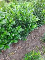 Laurier Etna, Ophalen, Laurier, 100 tot 250 cm