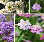 Zaden Scheefbloem gemengd - Iberis Umbellata, Verzenden, Voorjaar, Volle zon, Zaad