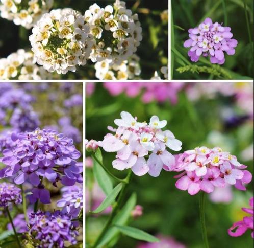 Zaden Scheefbloem gemengd - Iberis Umbellata, Tuin en Terras, Bloembollen en Zaden, Zaad, Voorjaar, Volle zon, Verzenden