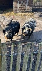 2 Kune Kune varkens, Meerdere dieren, Geit