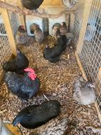 Broedeieren Orpington kriel, Dieren en Toebehoren, Pluimvee, Geslacht onbekend, Kip