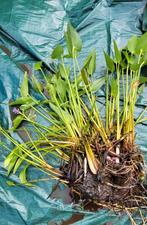 Blauw snoekenkruid, waterweegbree.Volwassen vijverplanten, Ophalen, Vijverpomp