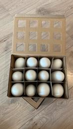 Uitgeblazen ganzen eieren, Ophalen of Verzenden