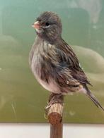 Te koop Top fife fancy kanaries TT kwaliteit -2025, Dieren en Toebehoren, Vogels | Kanaries, Meerdere dieren, Postuurkanarie