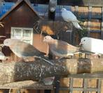 DIVERSE DUIFJES, Meerdere dieren, Overige soorten