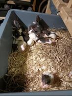 Diverse jonge rittens te koop., Dieren en Toebehoren, Meerdere dieren, Rat