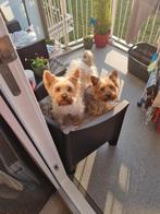 Yorkshire terrier pups, Dieren en Toebehoren, Yorkshire Terriër, 8 tot 15 weken, Meerdere, Meerdere dieren