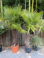 Trachycarpus fortunei winterharde palmboom, Tuin en Terras, Planten | Tuinplanten, Ophalen, Zomer, Overige soorten, Halfschaduw