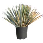 Yucca Rostrata - Palmlelie g70177, Tuin en Terras, Planten | Tuinplanten, Ophalen of Verzenden