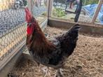 Marans haan, Dieren en Toebehoren, Pluimvee, Mannelijk, Kip