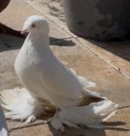 Een koppel witte takla duif te koop. Voor show en vlieg Ras, Dieren en Toebehoren, Vogels | Duiven, Meerdere dieren, Tuimelaar of Roller
