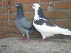 Koppel..Duiven '', Dieren en Toebehoren, Vogels | Duiven, Meerdere dieren, Overige soorten