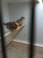 Te koop koppel zebravinken, Dieren en Toebehoren, Vogels | Overige Vogels, Meerdere dieren, Tropenvogel