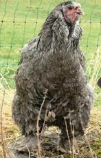 BRAHMA broedeieren groot ras blauw 4€, Geslacht onbekend, Na 1 juli 2024