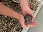 Chinese dwerghamsters te koop, Dieren en Toebehoren, Hamster, Vrouwelijk, Tam, September