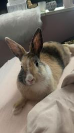 Konijn (vrouw), Dieren en Toebehoren, Konijnen, Vrouwelijk