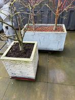 2 bloembakken/ plantenbak incl planten, Ophalen of Verzenden, Vierkant, Beton, Balkon