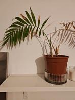 Kamerplant - Kentia Palm, Overige soorten, Vaste plant, Ophalen of Verzenden, Bloeit niet