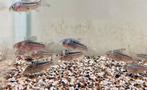 Corydoras Elegans., Dieren en Toebehoren, Vissen | Aquariumvissen