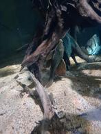 L137 blue eye red fin pleco, Dieren en Toebehoren, Vis