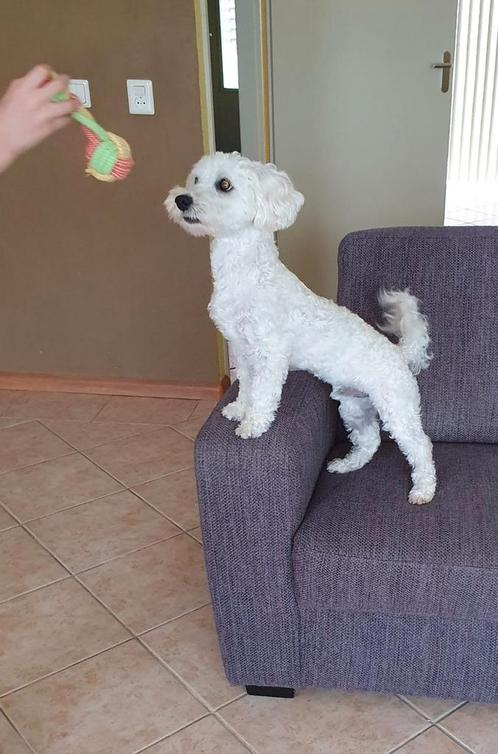 Maltipoo, Dieren en Toebehoren, Honden | Chihuahua's en Gezelschapshonden, Reu, Overige rassen, Particulier, Eén hond, Buitenland