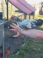 Sirama haantjes, Dieren en Toebehoren, Pluimvee, Mannelijk, Kip