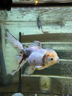 Fancy Goldfish Oranda Calico HQ, Dieren en Toebehoren, Vissen | Aquariumvissen, Vis
