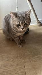 10 Month Old Male Cats, Dieren en Toebehoren, Katten en Kittens | Raskatten | Korthaar, Poes, Met stamboom, 0 tot 2 jaar
