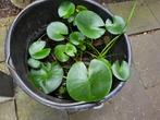 Waterlelie, Ophalen, Volle zon, Vaste plant, Zomer