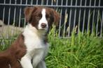 Border collie pup zacht karakter, België, Rabiës (hondsdolheid), 15 weken tot 1 jaar, Teef