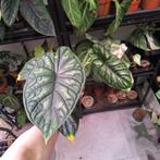 ACTIEPRIJS Alocasia Dragon Scale, Huis en Inrichting, Kamerplanten, Ophalen of Verzenden, Halfschaduw, Minder dan 100 cm