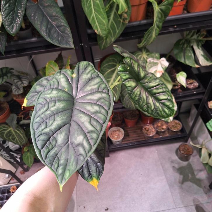 ACTIEPRIJS Alocasia Dragon Scale, Huis en Inrichting, Kamerplanten, Minder dan 100 cm, Halfschaduw, Ophalen of Verzenden