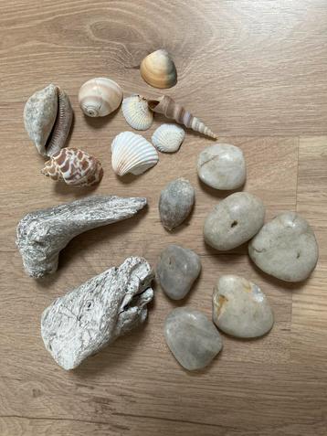 Schelpen en Stenen Collectie beschikbaar voor biedingen