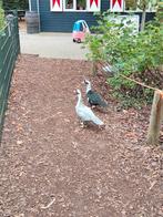 Trio Kaapse eenden, Meerdere dieren, Eend