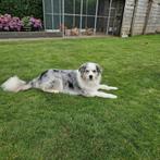 Australian Shepherd, Dieren en Toebehoren, Honden | Herdershonden en Veedrijvers, 6 jaar of ouder, Overige rassen, Teef, Eén hond