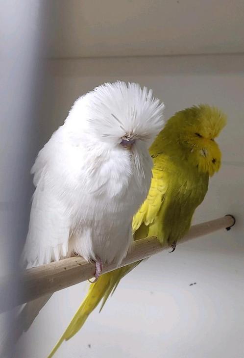 Ino engelse grasparkiet man, Dieren en Toebehoren, Vogels | Parkieten en Papegaaien, Parkiet, Mannelijk, Geringd