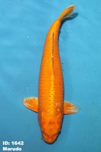 65 cm Orenji Ogon van € 499,- nu € 199,-, Dieren en Toebehoren, Karper of Koi