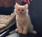 HALF MAINCOON/RAGDOLL WITTE KITTEN TE KOOP, Meerdere dieren, Ingeënt