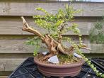 Lonicera (struikkamperfoelie) pre bonsai., Minder dan 100 cm, Overige soorten, Ophalen