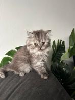 Kittens, Dieren en Toebehoren, Meerdere dieren, Ingeënt