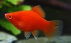 platy, Dieren en Toebehoren, Vis, Zoetwatervis