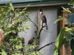 7 jongen roodoor buulbuul, s van 2025, Dieren en Toebehoren, Meerdere dieren, Geringd