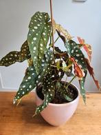 Kamerplant: stippenbegonia / stippenplant - 40 cm hoog, Ophalen, Overige soorten, Halfschaduw, In pot
