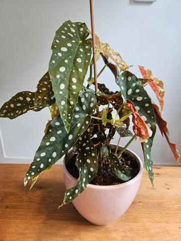 Kamerplant: stippenbegonia / stippenplant - 40 cm hoog beschikbaar voor biedingen