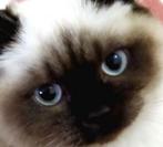 Britse korthaar scottish fold, Dieren en Toebehoren, Katten en Kittens | Raskatten | Korthaar, Poes, Gechipt, 0 tot 2 jaar