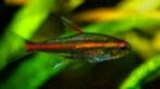 Vuurneon - Hemigrammus erythrozonus bij Koidreams Valburg, Dieren en Toebehoren, Vissen | Aquariumvissen, Zoetwatervis, Vis