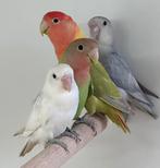 Roseicolli koppels, Meerdere dieren, Parkiet