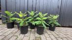 Spaanse jacaranda boompjes, Tuin en Terras, Overige soorten, Minder dan 100 cm, Ophalen, Volle zon