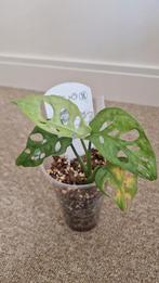 Monstera Adansonii (Monkey Mask) Plant, Huis en Inrichting, Kamerplanten, Overige soorten, In pot, Minder dan 100 cm, Groene kamerplant
