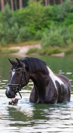 Stoer bont recreatie paard, Dieren en Toebehoren, Paarden, Gechipt, Ruin, Zadelmak, 3 tot 6 jaar